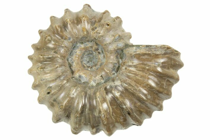 2 to 2 1/2" Tractor Ammonite (Douvilleiceras) Fossils - Photo 1